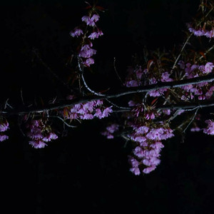 欧美一级一区二区在线观看
